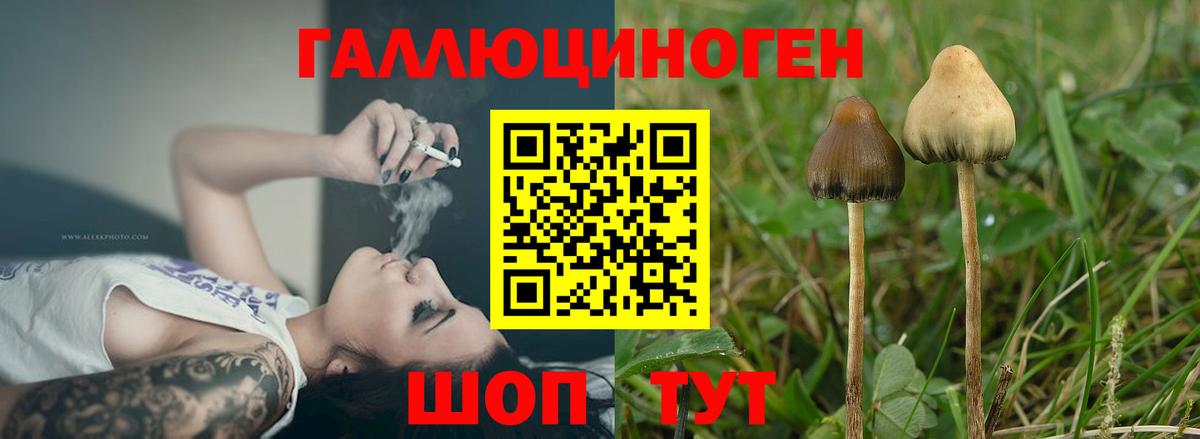 Галлюциногенные грибы Psilocybe  цены наркотик  Кудымкар  Псилоцибиновые грибы GOLDEN TEACHER  Вход с VPN 